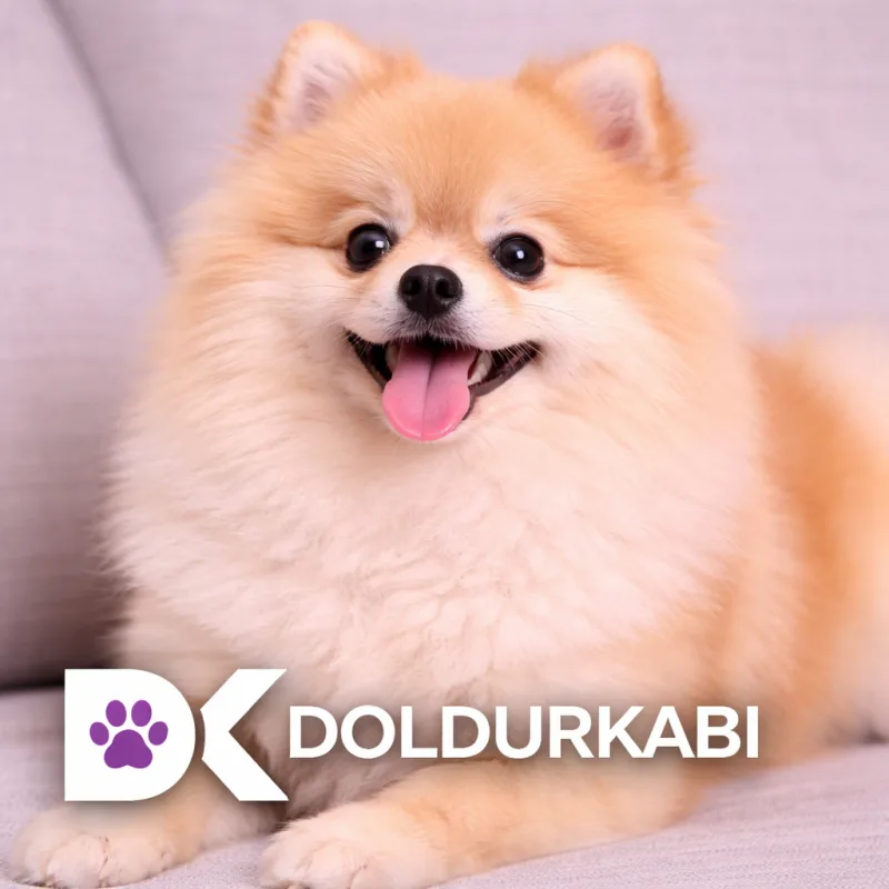 Pomeranian