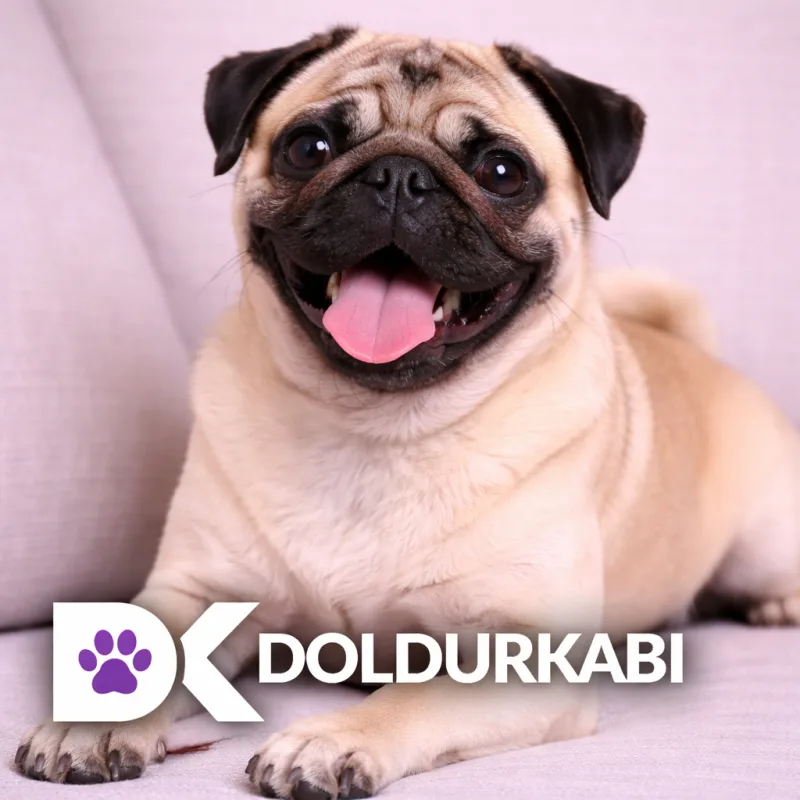 Pug