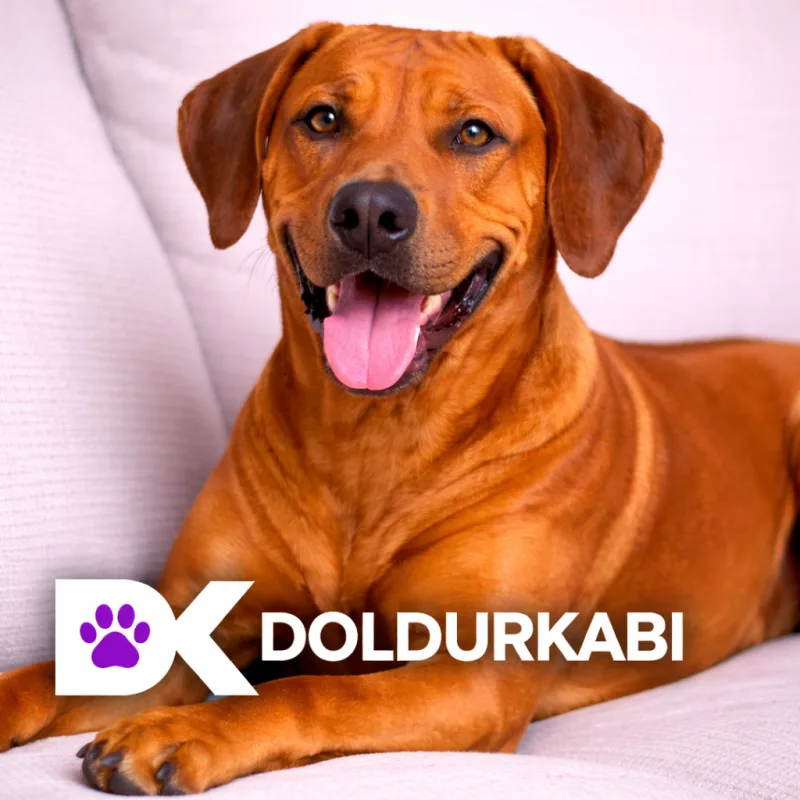 Rhodesian Ridgeback (Rhodesian Ridgeback)