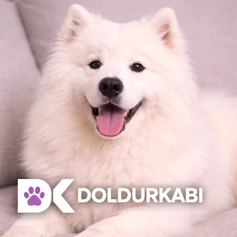 Samoyed