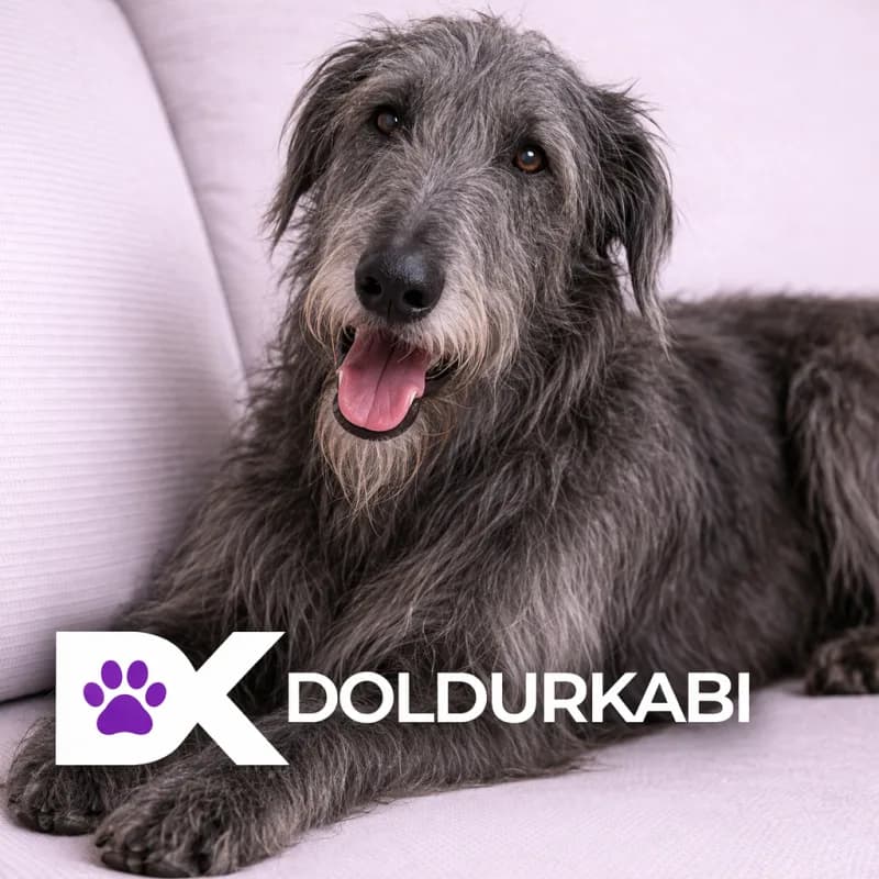Scottish Deerhound (İskoç Geyik Köpeği)