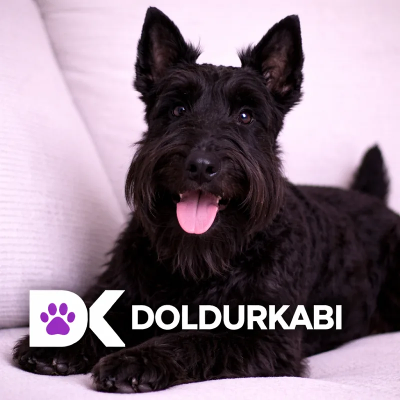 Scottish Terrier (İskoç Terrier)