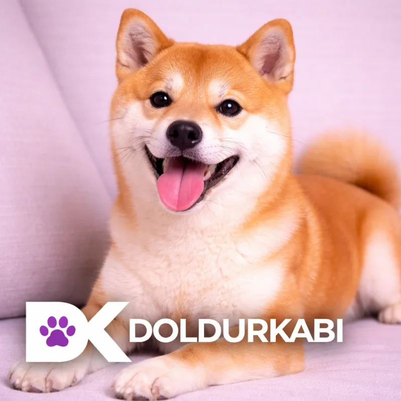 Shiba Inu
