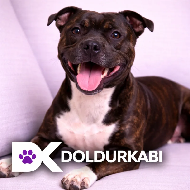 Staffordshire Bull Terrier (Staffordshire Bull Terrier)