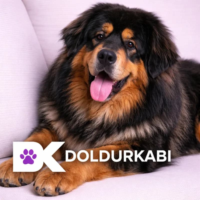 Tibetan Mastiff (Tibet Mastiff)