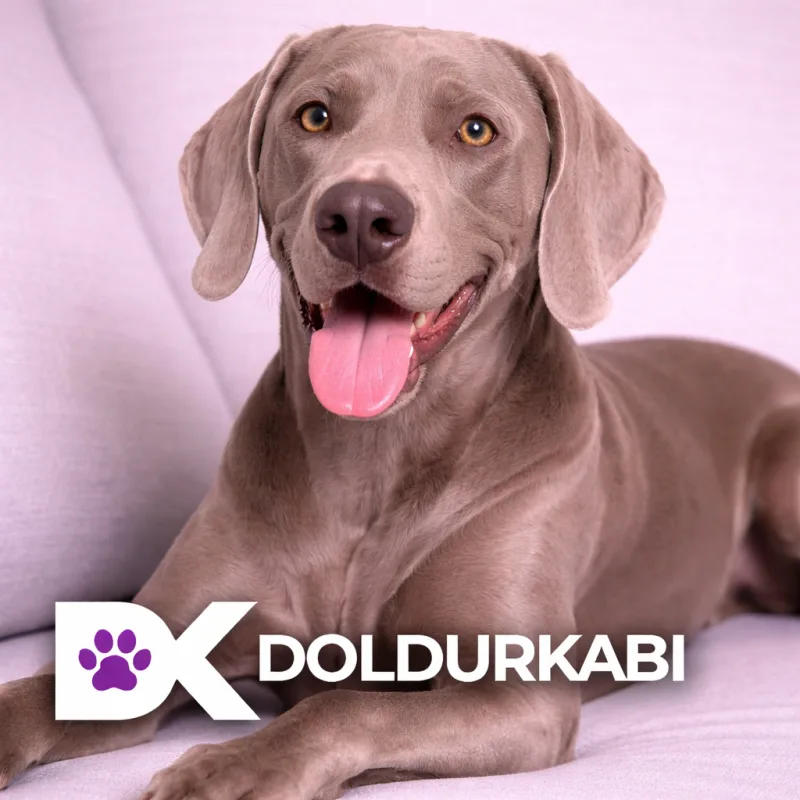 Weimaraner