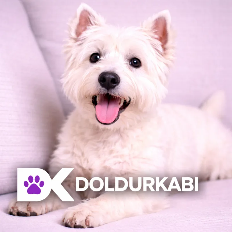 West Highland White Terrier (West Highland Beyaz Terrier)