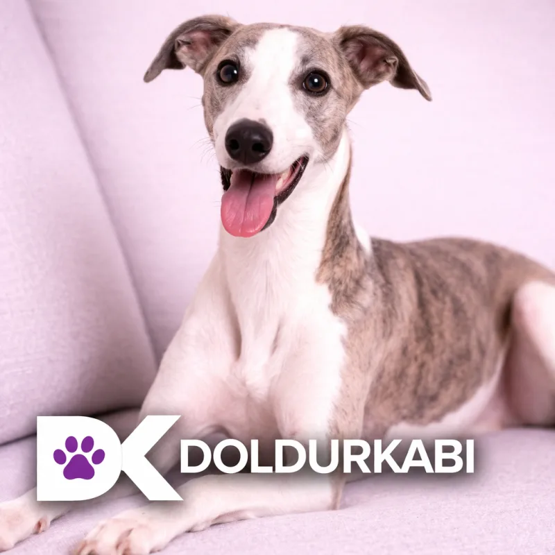 Whippet (Whippet)