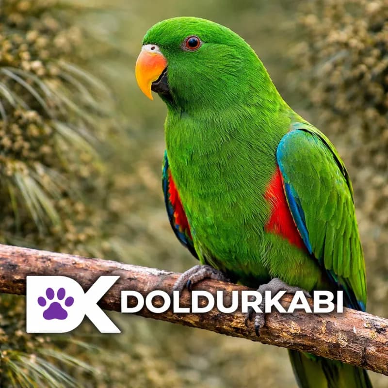 Eclectus Papağanı (Eclectus Papağanı)