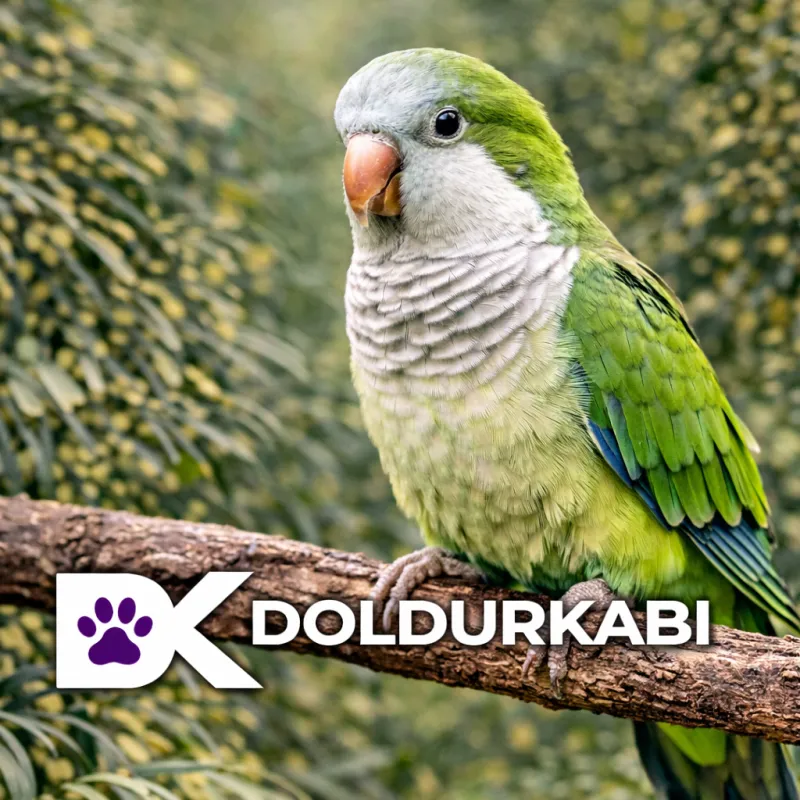 Quaker Papağanı (Keşiş Papağanı)