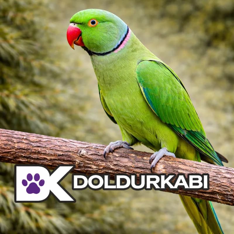 Halkalı Papağan (Halkalı Papağan (Ring Neck))