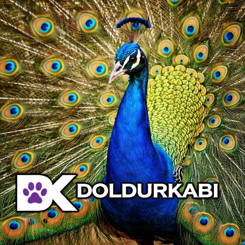 Tavus Kuşu (Tavus Kuşu)