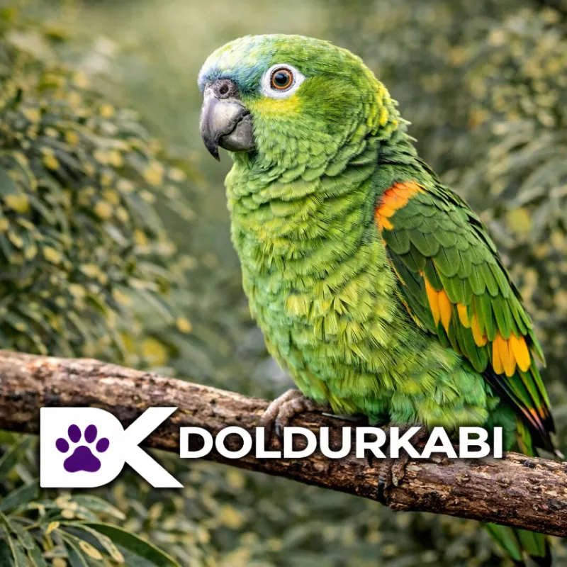 Turuncu Kanatlı Amazon (Turuncu Kanatlı Amazon)