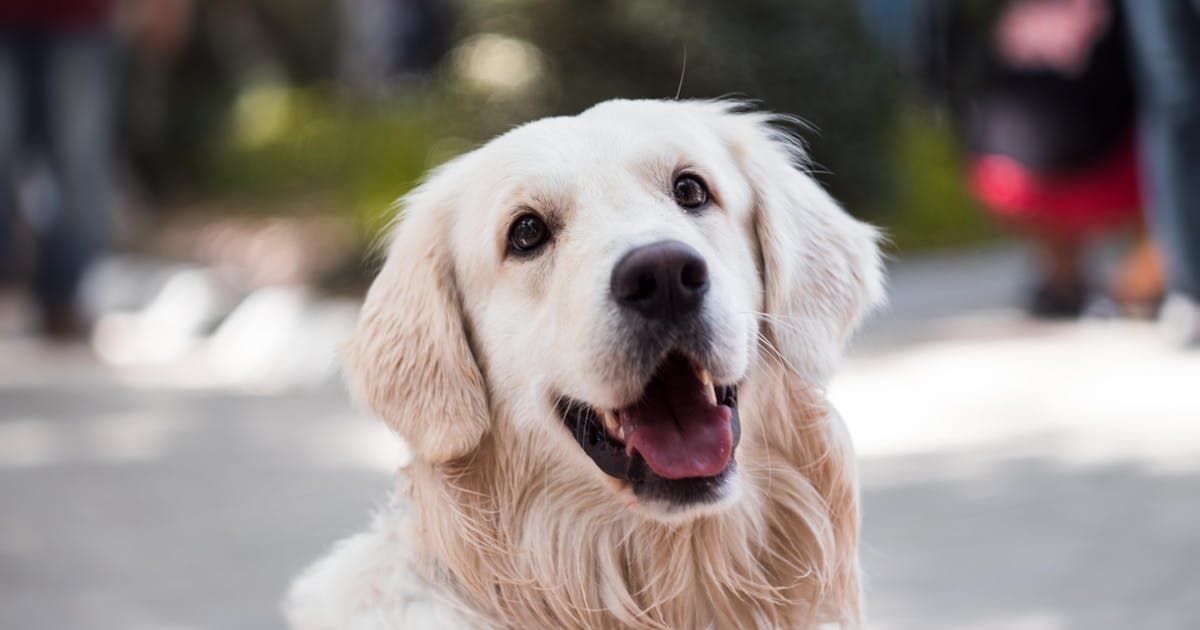 Yeni Sahiplenilen Köpek İçin İlk 7 Gün Yapılması Gerekenler